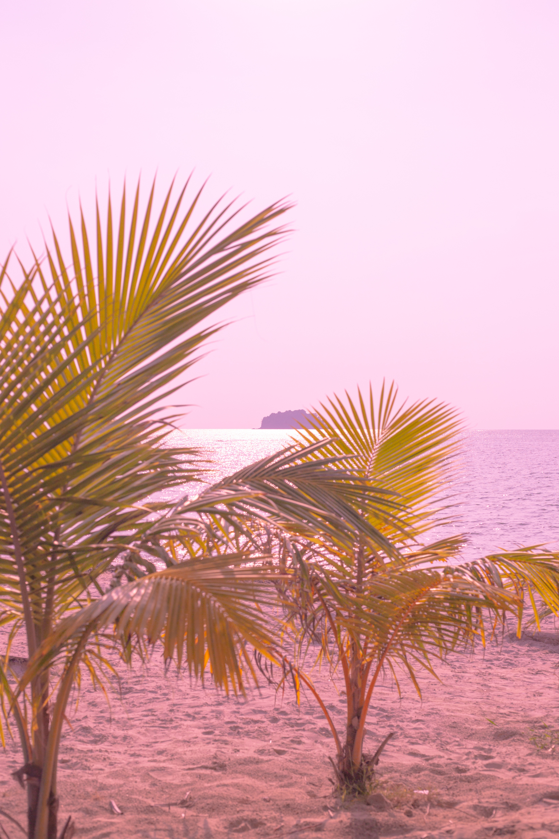 pink palm trees and sea